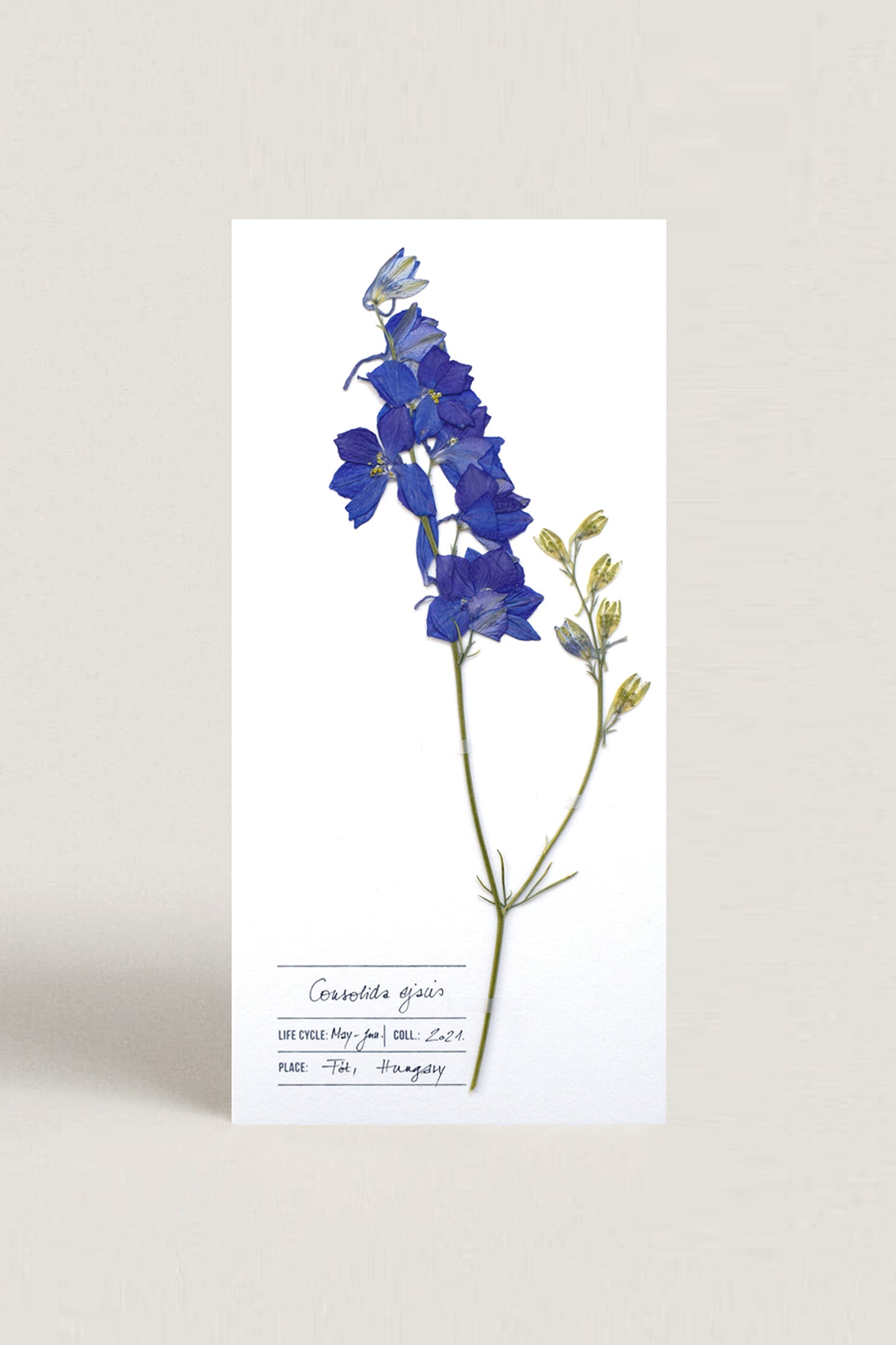 Herbarium kerti szarkaláb üdvözlőlap - fehér