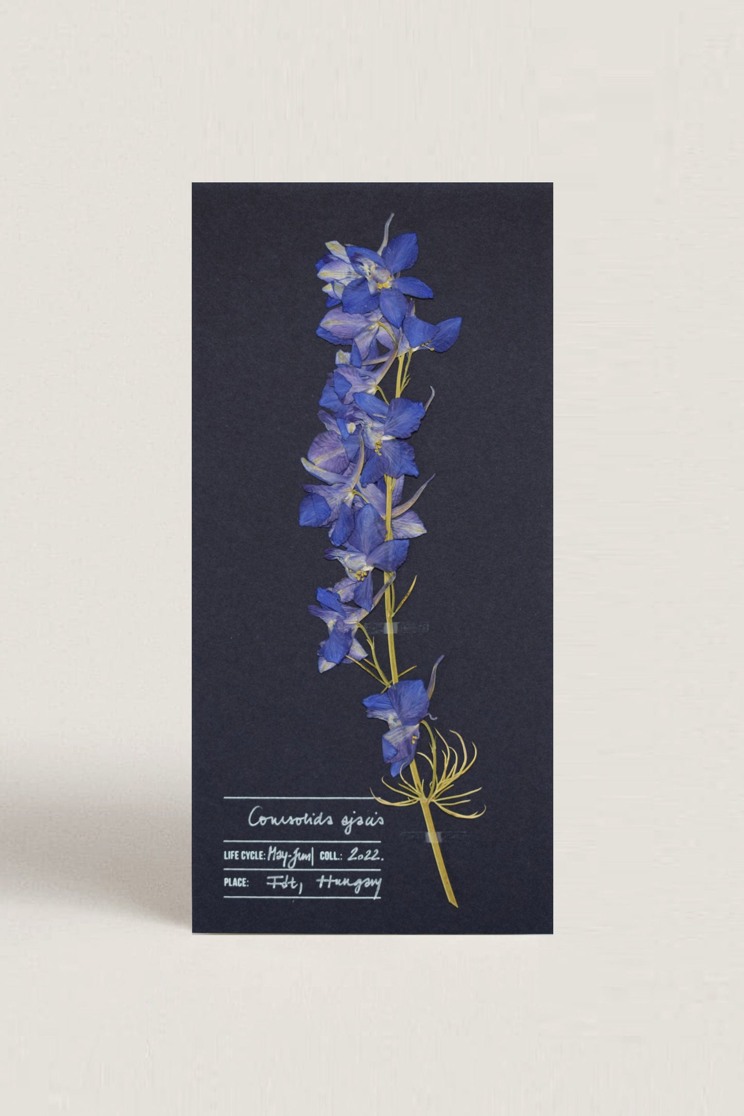 Herbarium kerti szarkaláb üdvözlőlap - kék