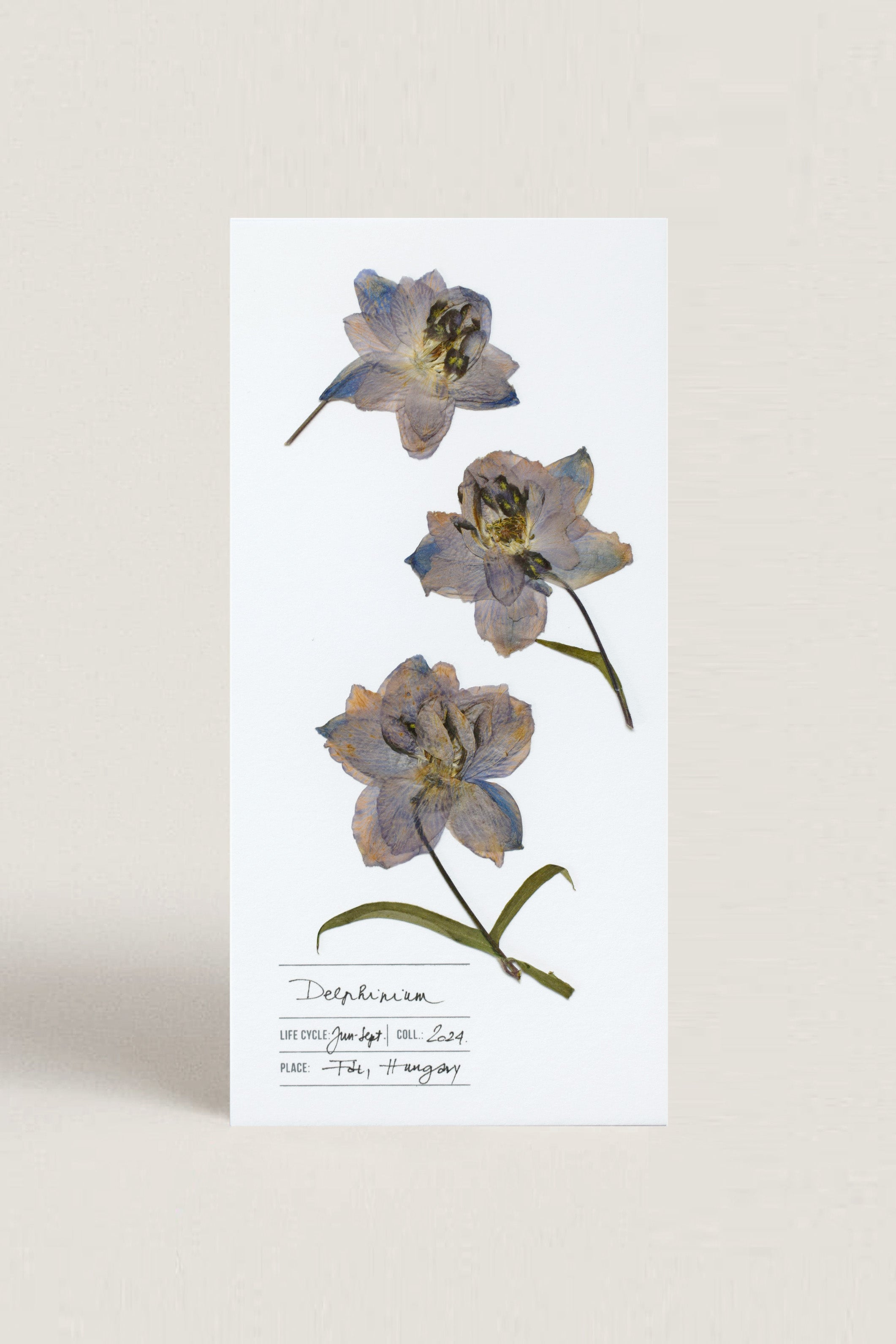 Herbarium spurge greeting card - white