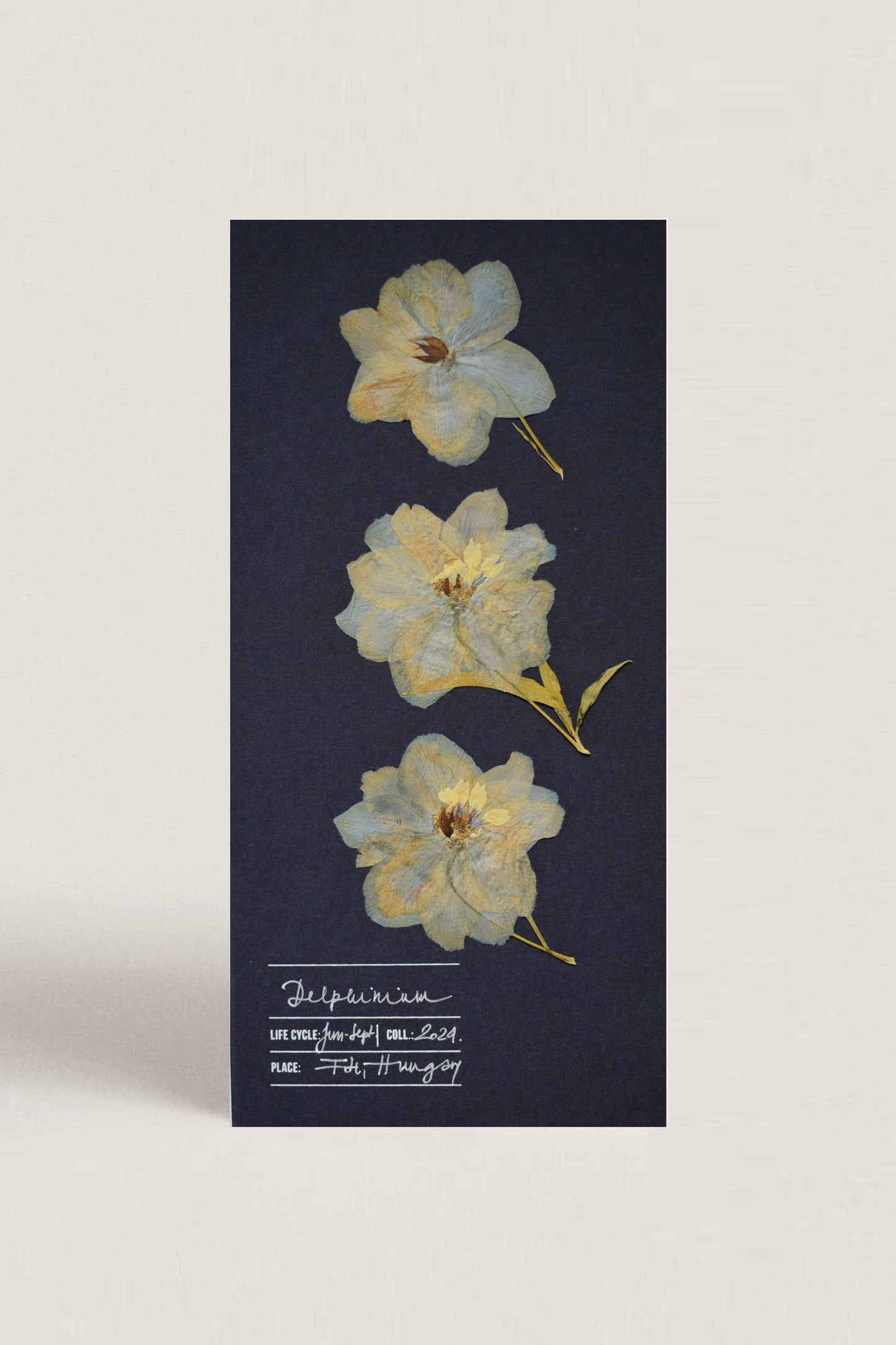Herbarium sarkantyúfű üdvözlőlap - kék