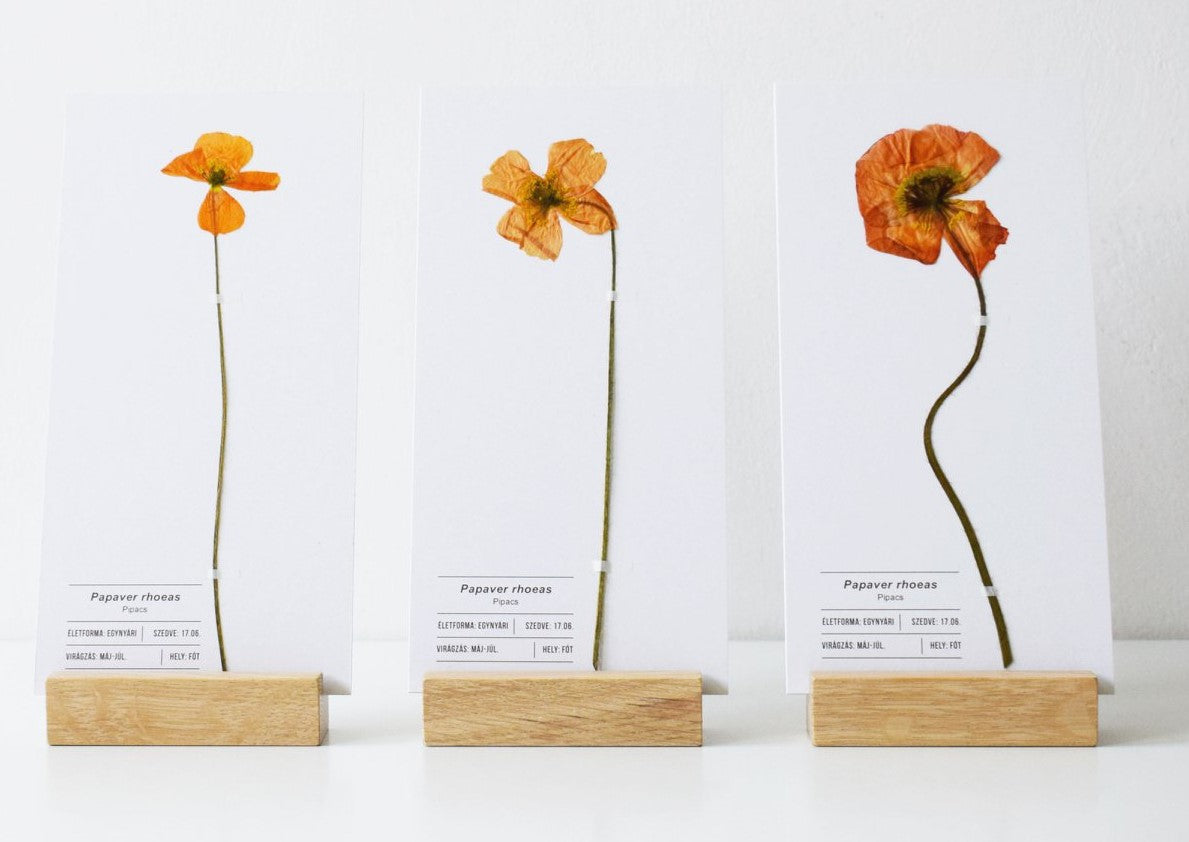 Herbarium Izlandi mák üdvözlőlap - fehér