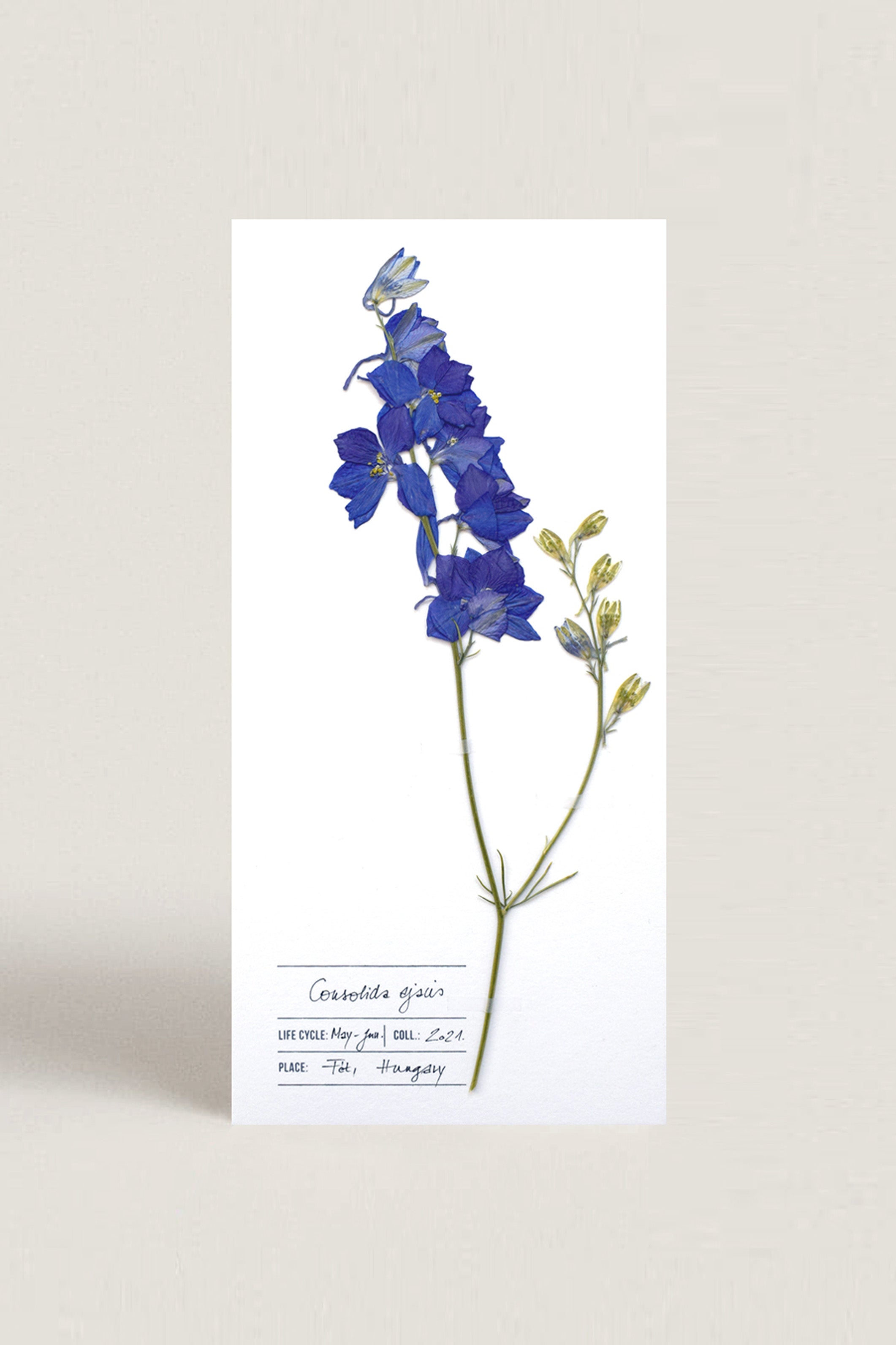 Herbarium kerti szarkaláb üdvözlőlap - fehér
