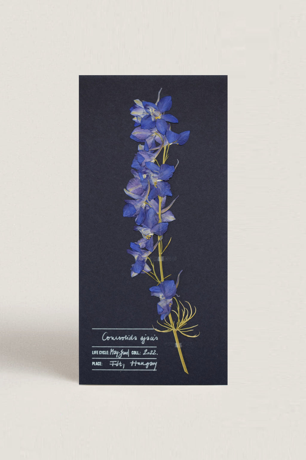 Herbarium kerti szarkaláb üdvözlőlap - kék