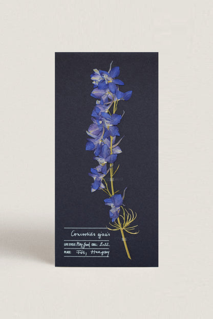 Herbarium kerti szarkaláb üdvözlőlap - kék