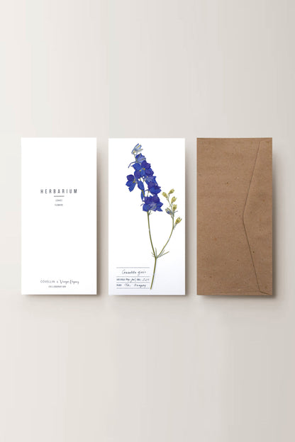 Herbarium kerti szarkaláb üdvözlőlap - fehér