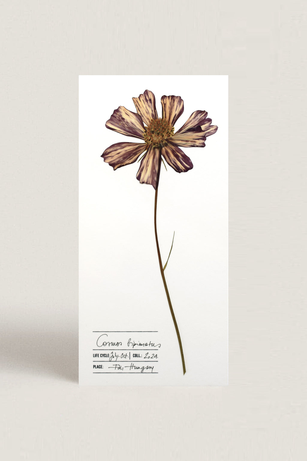 Herbarium Pillangóvirág üdvözlőlap - fehér