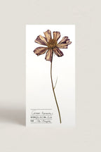 Herbarium Pillangóvirág üdvözlőlap - fehér