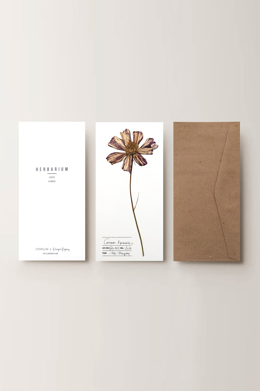 Herbarium Pillangóvirág üdvözlőlap - fehér