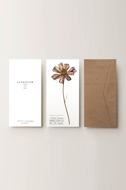 Herbarium Pillangóvirág üdvözlőlap - fehér