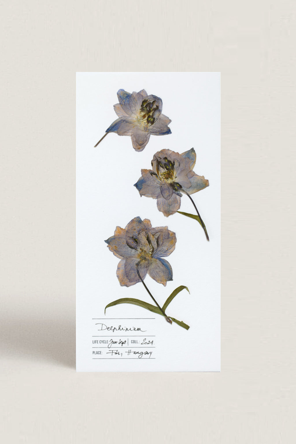 Herbarium sarkantyúfű üdvözlőlap - fehér
