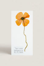 Herbarium Izlandi mák üdvözlőlap - fehér