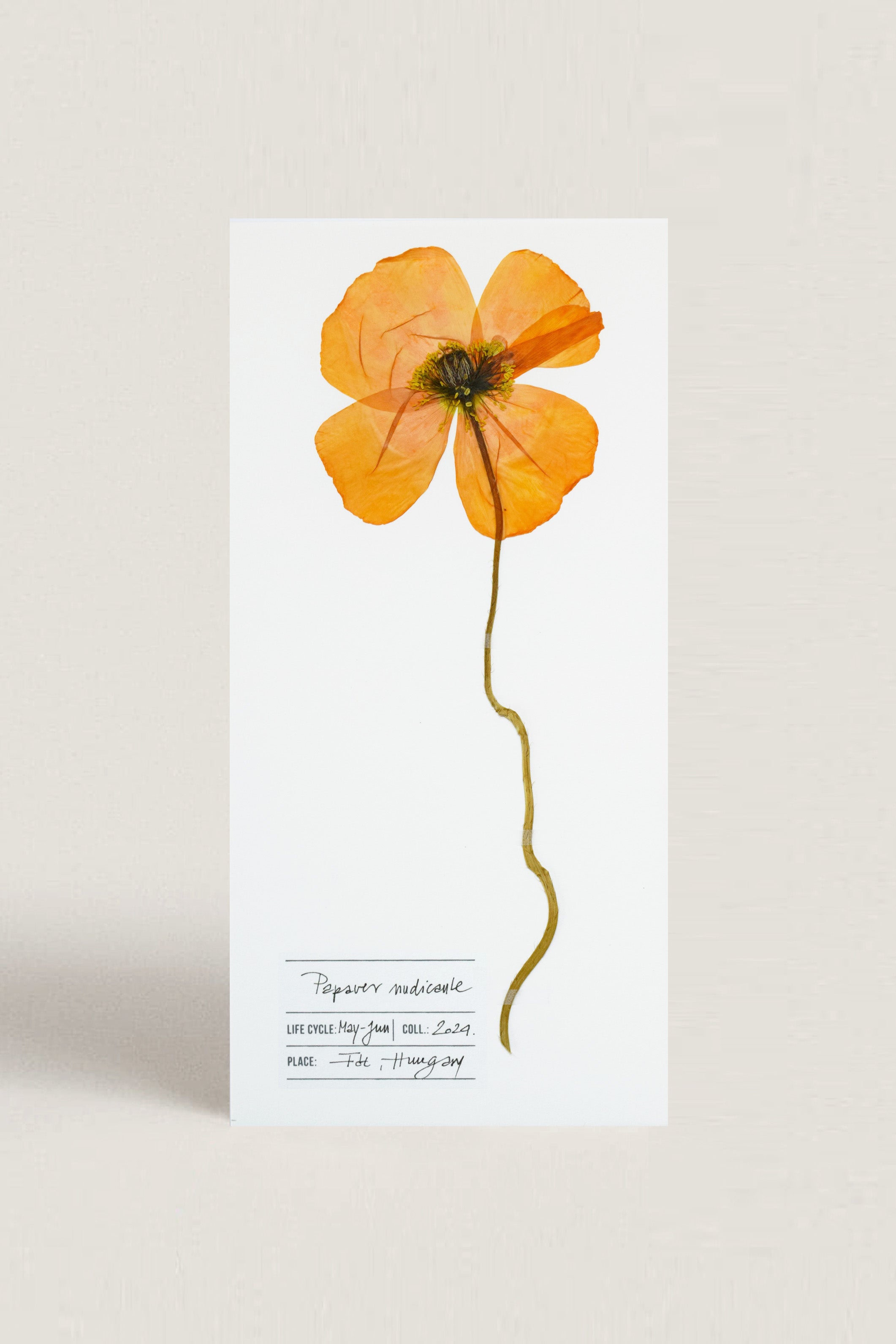 Herbarium Izlandi mák üdvözlőlap - fehér