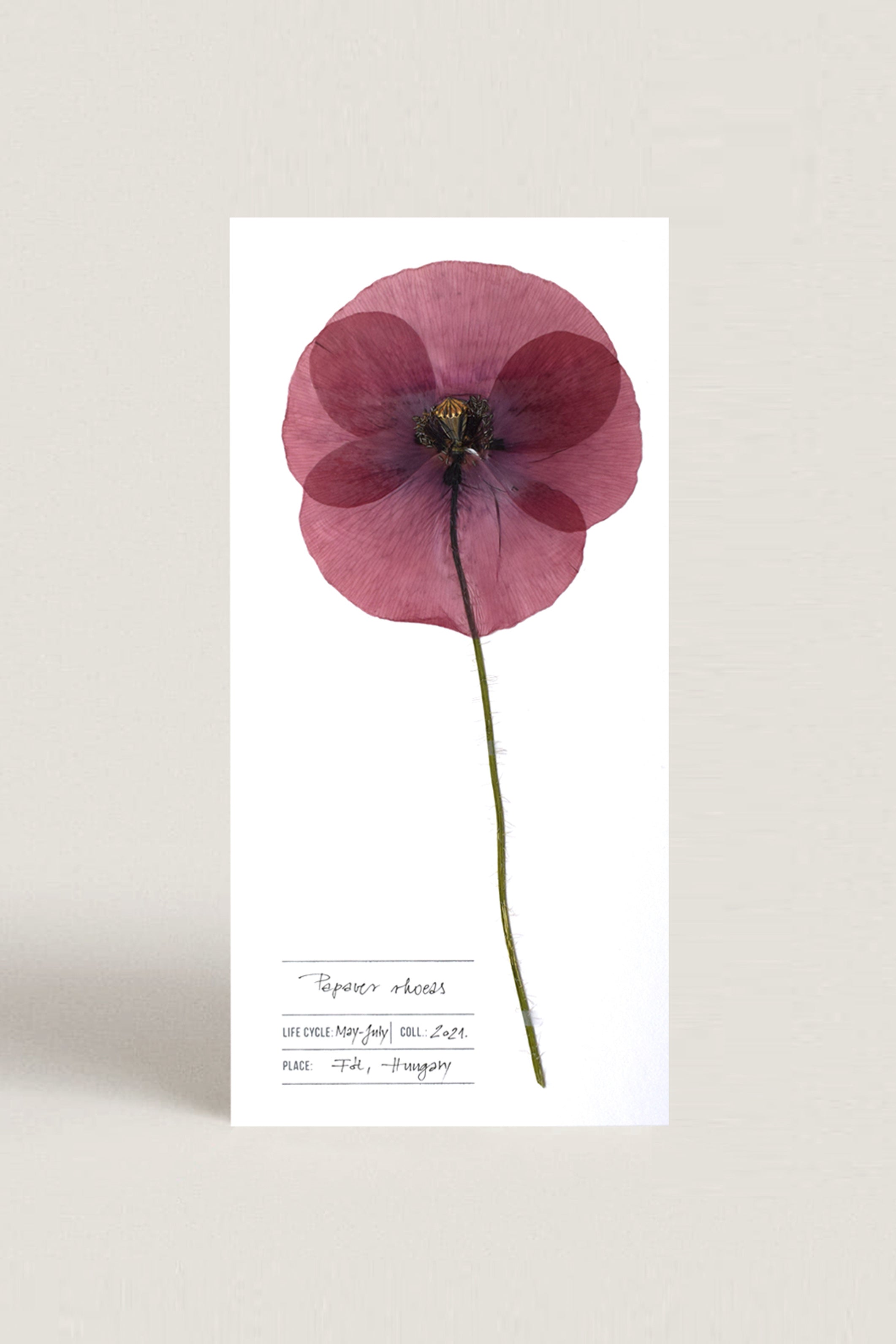 Herbarium Pipacs üdvözlőlap - fehér