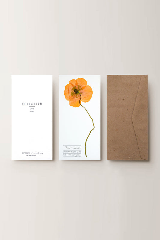 Herbarium Izlandi mák üdvözlőlap - fehér