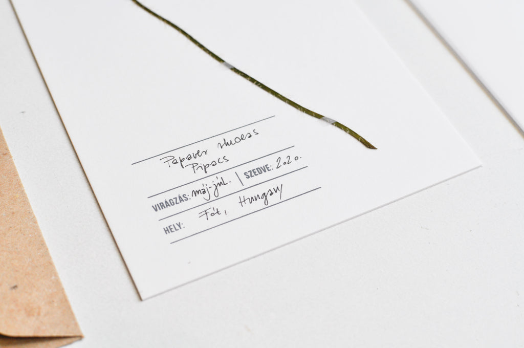 Herbarium Pipacs üdvözlőlap - fehér
