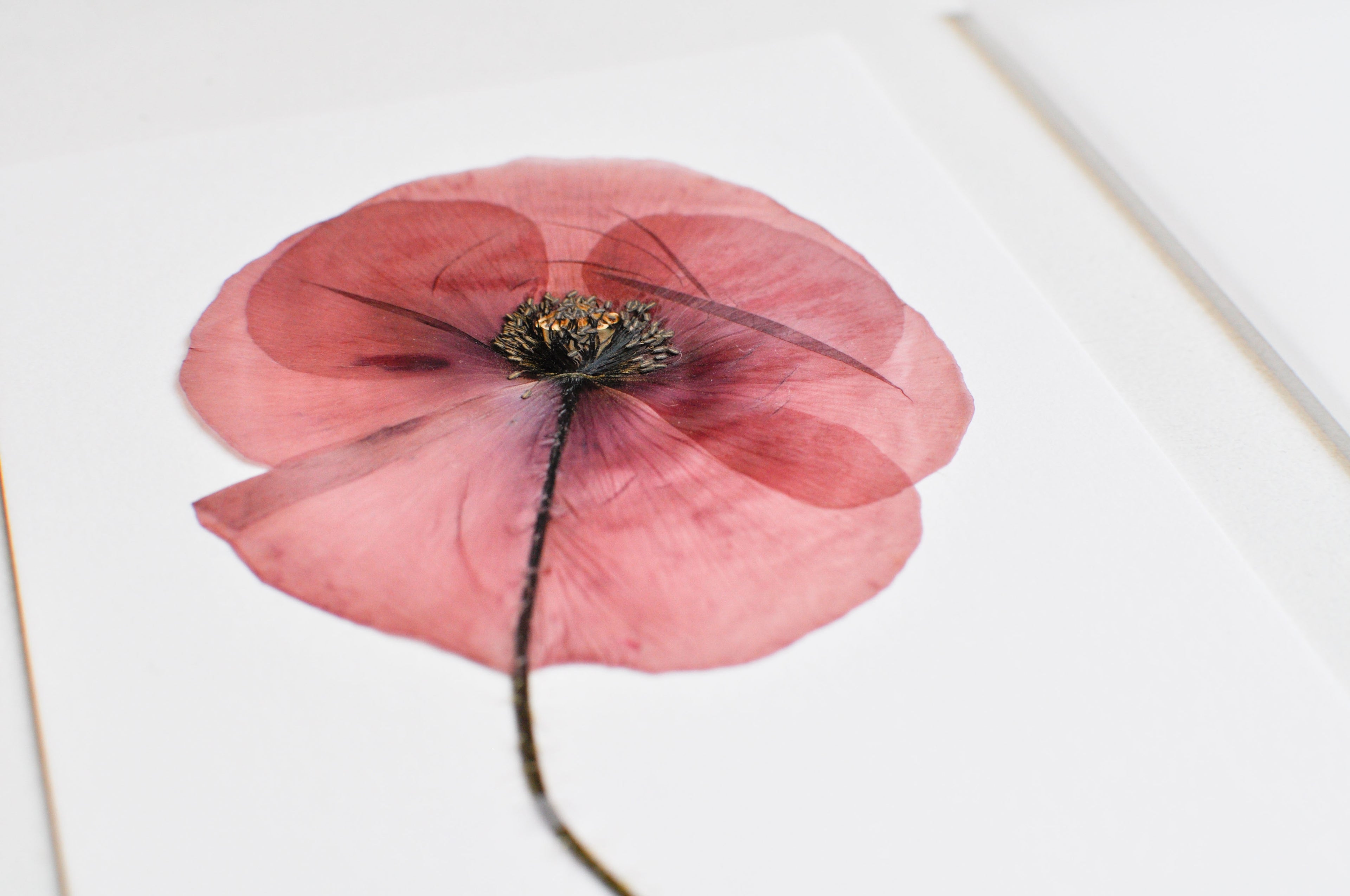 Herbarium Pipacs üdvözlőlap - fehér