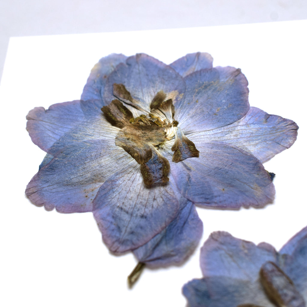 Herbarium sarkantyúfű üdvözlőlap - fehér