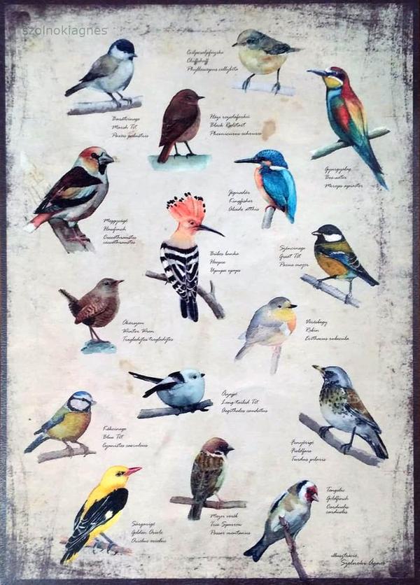Memory game - Birds II.